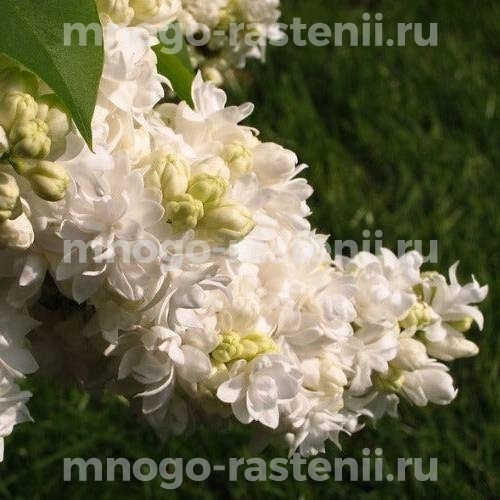 Саженцы сирени Сувенир Алисы Хардинг