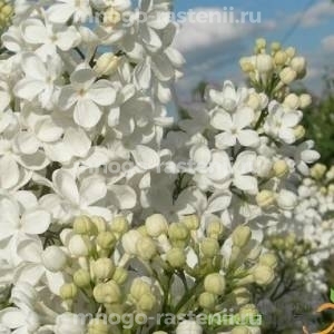 Сирень Татьяна Полякова