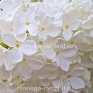 Сирень Флауэрфест Вайт