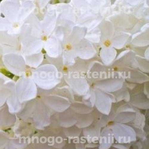 Саженцы сирени Флауэрфест Вайт