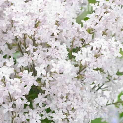 Саженцы сирени Флауэрфест Вайт