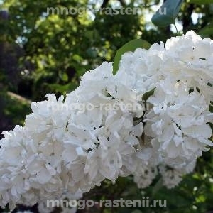 Сирень Флора