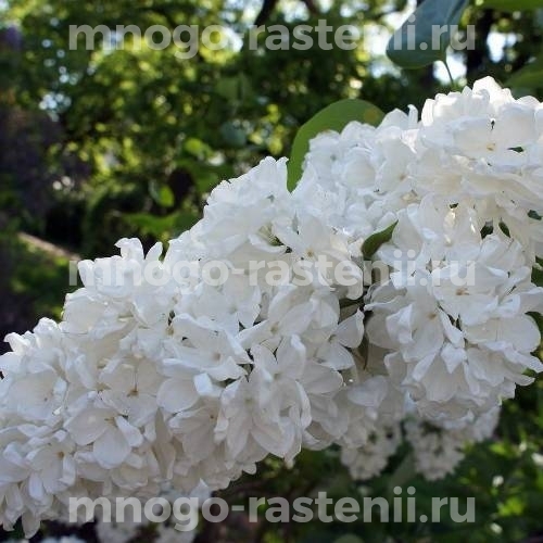 Саженцы сирени Флора