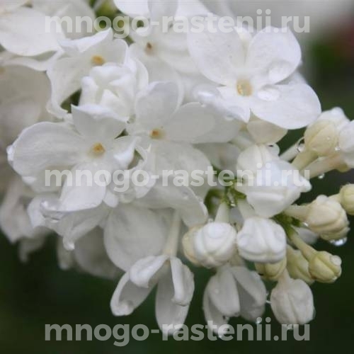 Саженцы сирени Флора