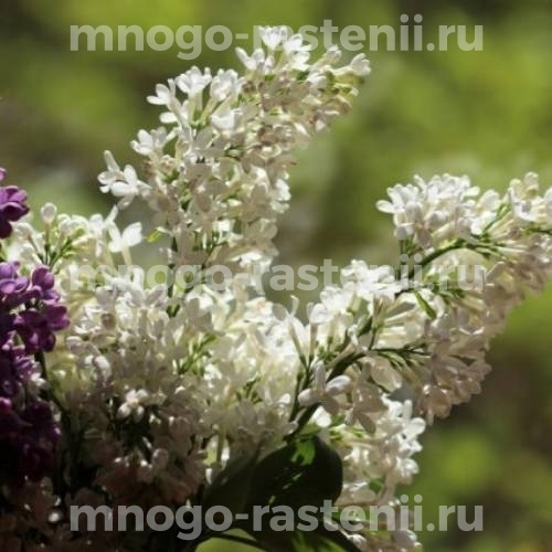 Саженцы сирени Флора