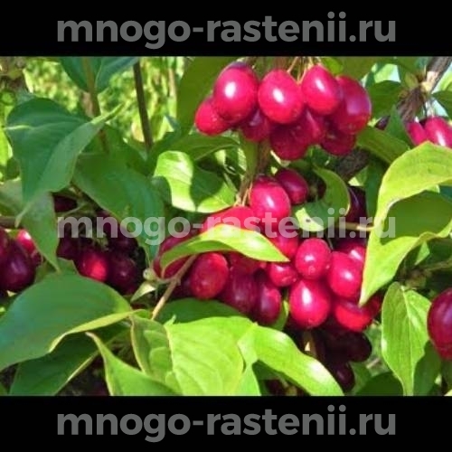 Саженцы кизила Елена