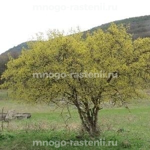 Кизил Крымский