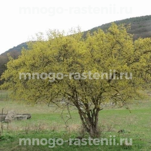 Саженцы кизил Крымский