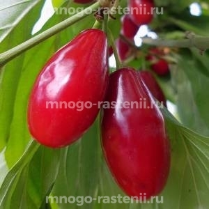 Кизил Костя