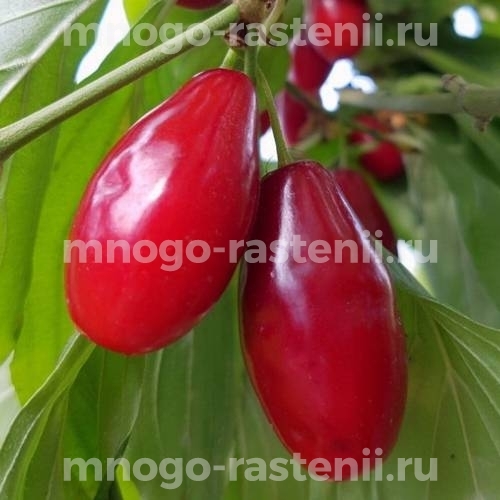Саженцы кизила Костя