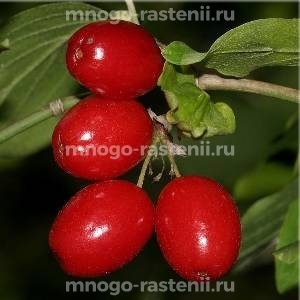 Кизил Мас