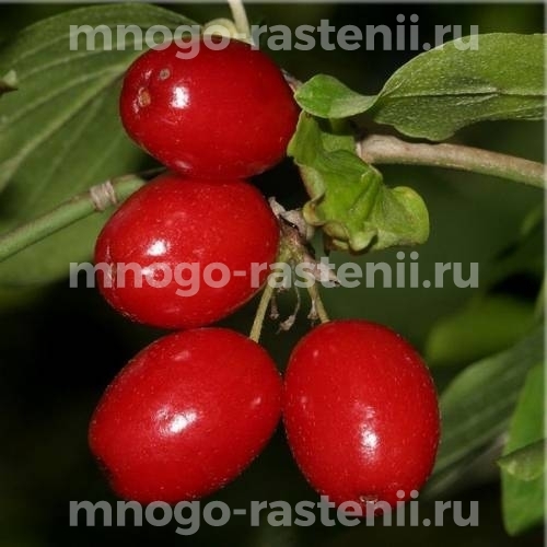 Саженцы кизила Мас