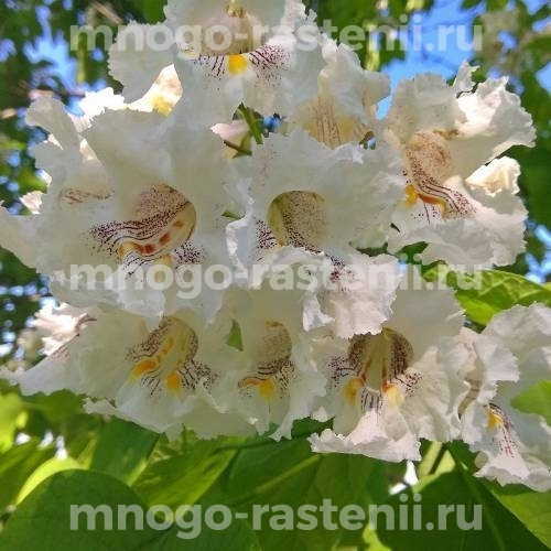 Саженцы катальпы Великолепная