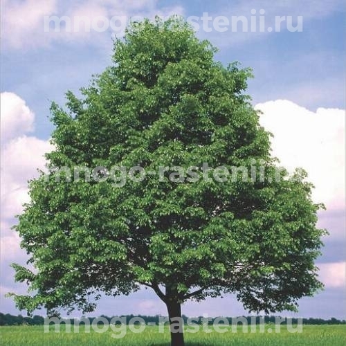 Саженцы липы Мелколистной