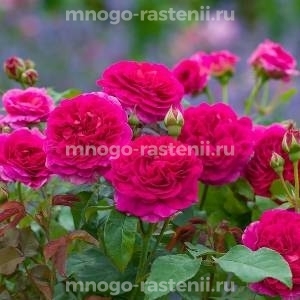 Роза Габриэль Оук