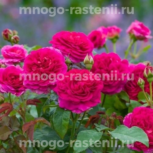 Саженцы розы Габриэль Оук