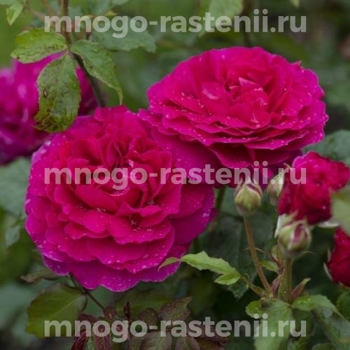Саженцы розы Габриэль Оук