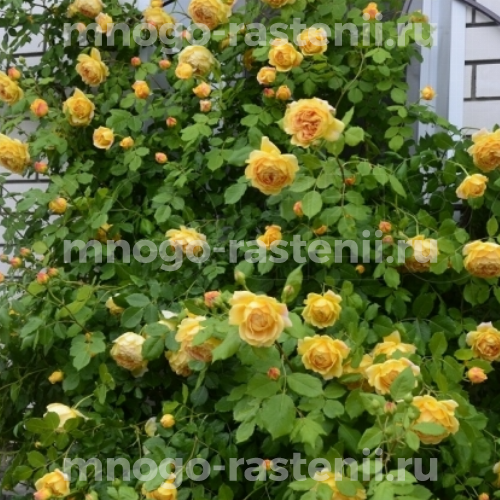 Роза Голден Селебрейшен