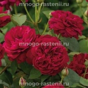 Роза Дарсей