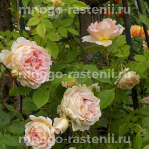 Саженцы розы Джанет 