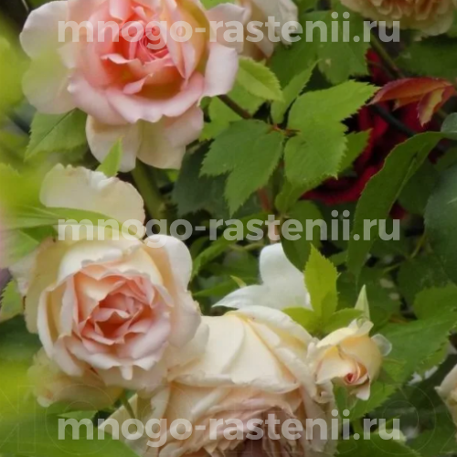Саженцы розы Джанет 