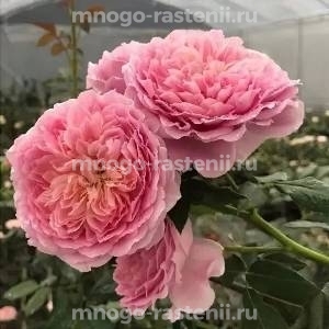 Роза Французское платье