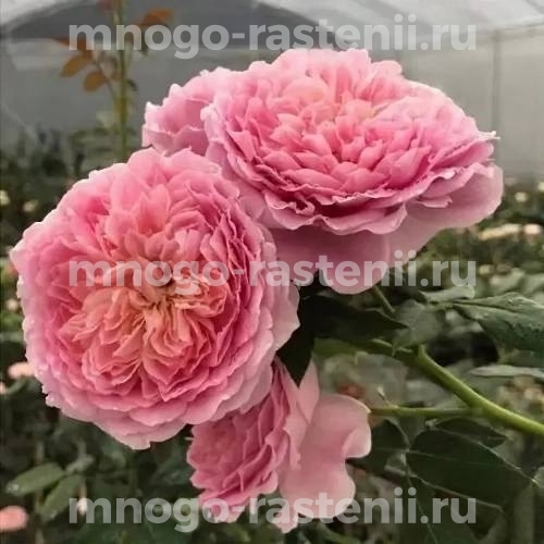 Саженцы розы Французское платье