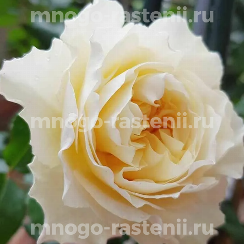 Саженцы розы Евгения