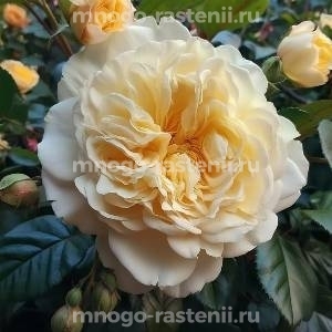 Роза Евгения