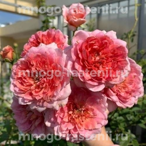 Саженцы розы Французское платье