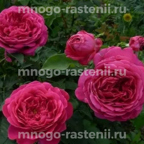Саженцы розы Отелло