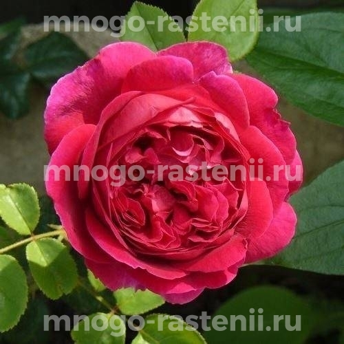 Саженцы розы Отелло