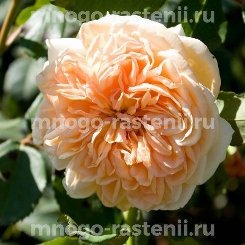 Саженцы розы Пегасус