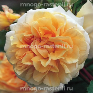 Роза Пегасус