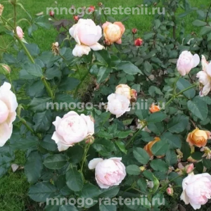 Роза Зе Шефердесс