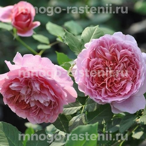 Саженцы розы Французское платье