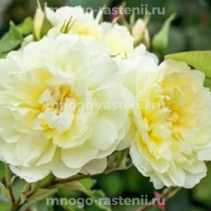 Роза Имоджен