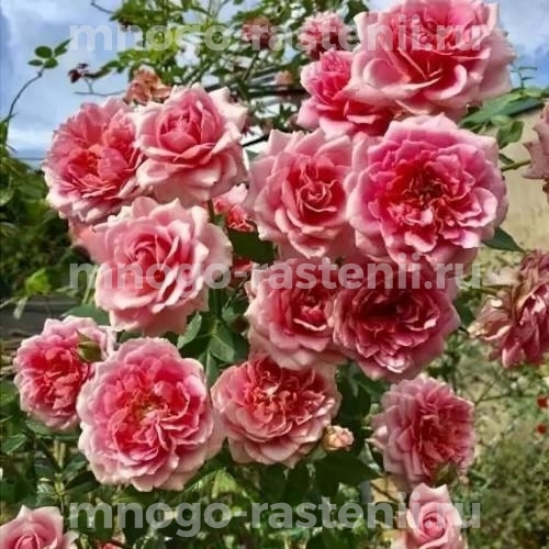 Саженцы розы Французское платье