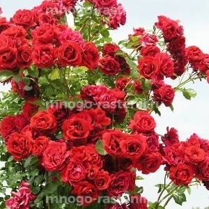 Роза Симпатия