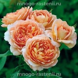 Роза Кардинг Милл