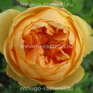 Роза Кэролин Найт
