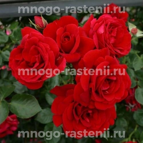 Саженцы розы Симпатия