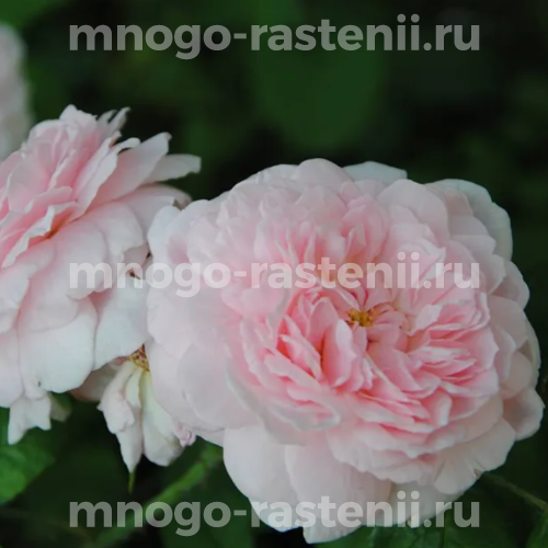 Саженцы розы Леди Солсбери