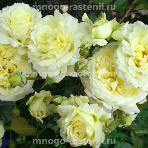 Роза Джубили Селебрейшн