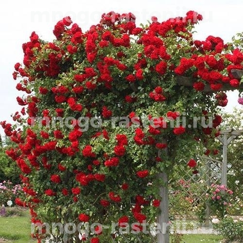 Саженцы розы Симпатия