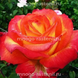 Роза Лина