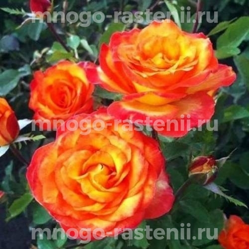 Саженцы розы Лина