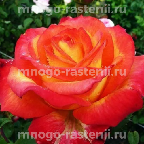 Саженцы розы Лина