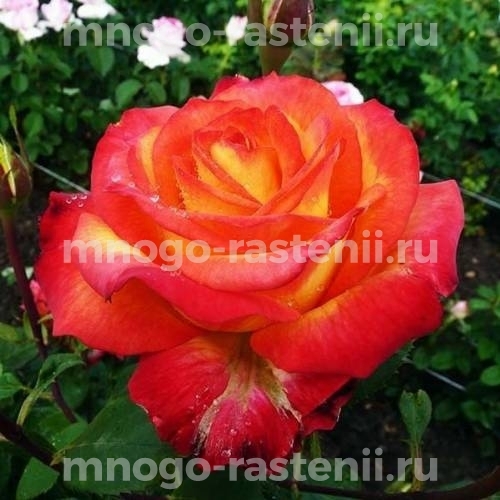 Саженцы розы Лина