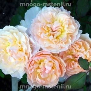 Роза Мария Магдалина